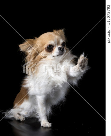 chihuahua in studio 113072792
