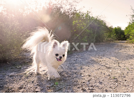 chihuahua in nature 113072796