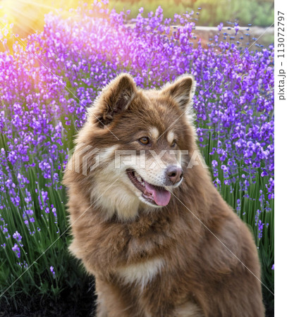 Finnish Lapphund in nature 113072797