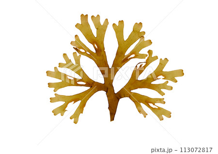 Dictyota dichotoma or forkweed brown algae isolated on white. 113072817