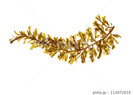 Sargassum muticum or Japanese wireweed or japweed seaweed isolated on white 113072818