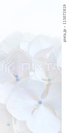 White hydrangea or hortensia flowers aesthetic mobile phone wallpaper. White hydrangea or hortensia flowers aesthetic mobile phone wallpaper. 113072819