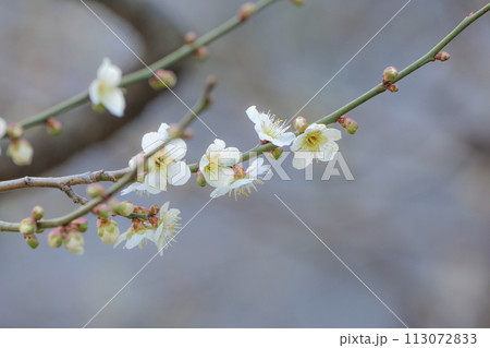 春の訪れの北国盛岡の岩手公園の楚々として美しい白梅の花 春の訪れの北国盛岡の岩手公園の楚々として美しい白梅の花 113072833