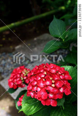 日本庭園の片隅に咲く赤い紫陽花 日本庭園の片隅に咲く赤い紫陽花 113073646