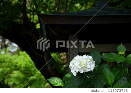 日本庭園の片隅に咲く白い紫陽花 日本庭園の片隅に咲く白い紫陽花 113073798