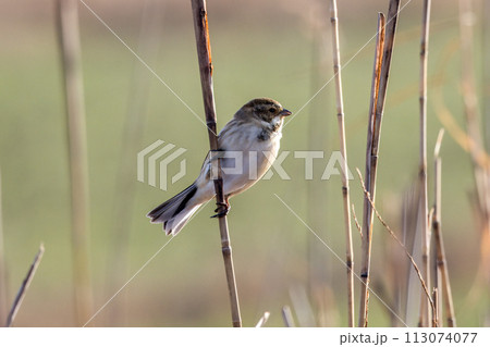 葦原のオオジュリン 113074077