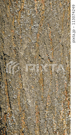 Vector illustration of the bark of the Golden Shower tree Koelreuteria paniculata 113074249