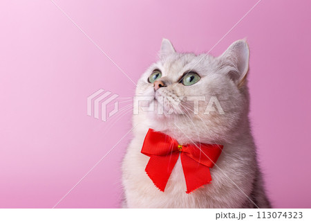 Close up of white British cat, with a red bow on her chest, on a pink background,looks up 113074323