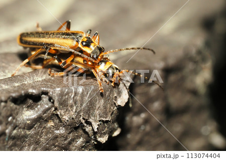 セスジジョウカイ（交尾中） 113074404