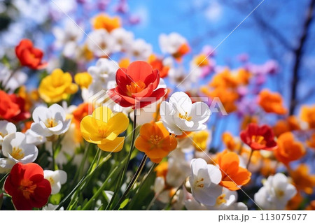 Beautiful spring flowers 113075077