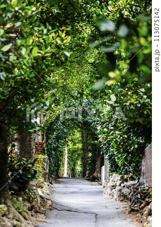 備瀬のフクギ並木 113075142