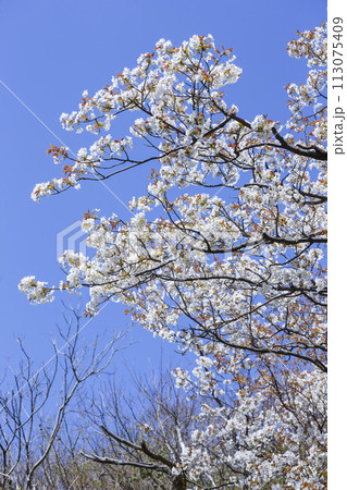 綺麗に咲いた山桜の花 ヤマザクラ 113075409
