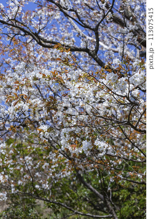 綺麗に咲いた山桜の花 ヤマザクラ 113075415