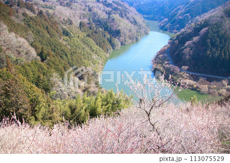 春に山頂から見た満開の梅 113075529