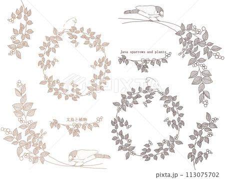 文鳥と植物のフレームセット 文鳥と植物のフレームセット 113075702