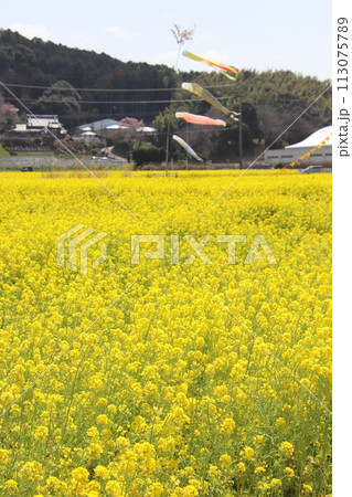 福岡県古賀市の筵内菜の花公園 福岡県古賀市の筵内菜の花公園 113075789