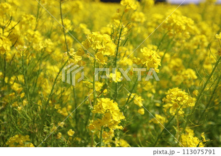 福岡県古賀市の筵内菜の花公園 113075791