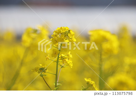 福岡県古賀市の筵内菜の花公園 福岡県古賀市の筵内菜の花公園 113075798
