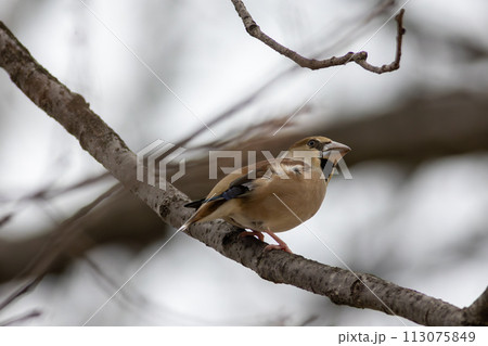 枝にとまるシメ 113075849