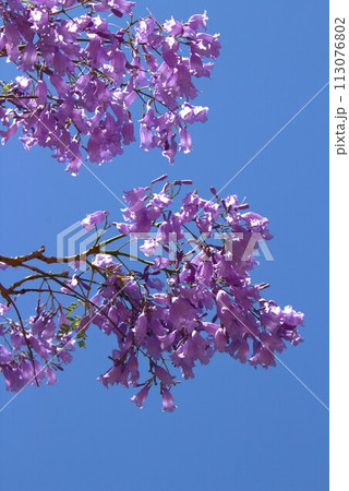 晴天に咲くジャカランダ 晴天に咲くジャカランダ 113076802