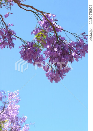 晴天に咲くジャカランダ 晴天に咲くジャカランダ 113076803
