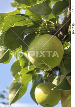 二十世紀梨　(鳥取県湯梨浜町） 113077159
