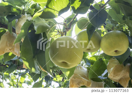 二十世紀梨　(鳥取県湯梨浜町） 113077163