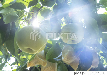 二十世紀梨 (鳥取県湯梨浜町) 二十世紀梨 (鳥取県湯梨浜町) 113077164