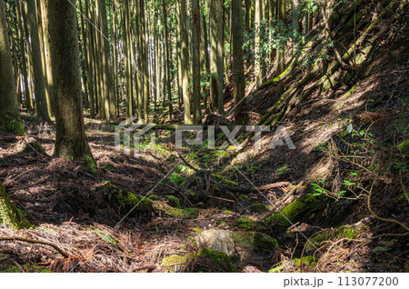 木漏れ日射す鞍馬の針葉樹林 京都市 木漏れ日射す鞍馬の針葉樹林 京都市 113077200