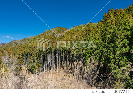 針葉樹林 春の鞍馬 京都市 針葉樹林 春の鞍馬 京都市 113077216