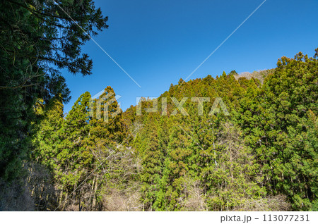 針葉樹林　京都市鞍馬 113077231