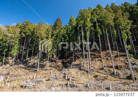 針葉樹林　京都市鞍馬 113077237