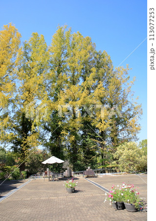 メタセコイアの葉　黄葉 113077253