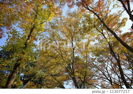 黄葉　ケヤキの葉 113077257