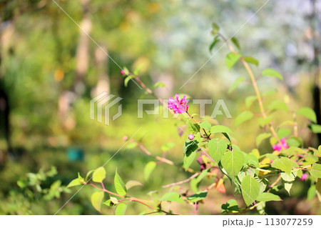 サルビアの花 インボルクラータ サルビアの花 インボルクラータ 113077259