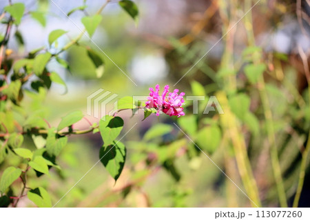 サルビアの花　インボルクラータ 113077260