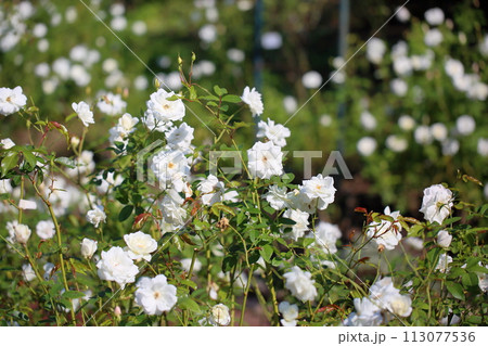 バラの花　シュネービッチェン 113077536