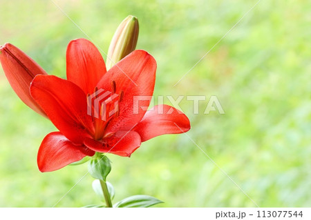 赤いユリ 大輪 緑の自然背景 オリエンタルハイブリッド 赤いユリ 大輪 緑の自然背景 オリエンタルハイブリッド 113077544