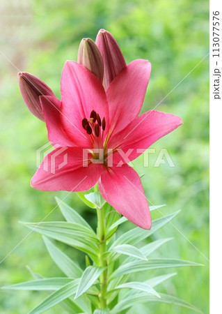 ピンク色のユリ　大輪　緑の自然背景　オリエンタルハイブリッド 113077576