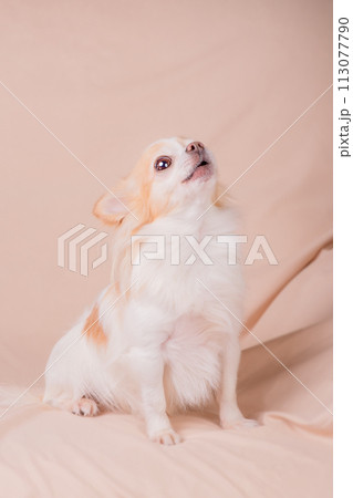 Chihuahua dog on a beige sofa. Chihuahua dog on a beige sofa. 113077790