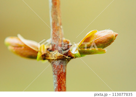 New small green leaves on a branch. Spring. New small green leaves on a branch. Spring. 113077835