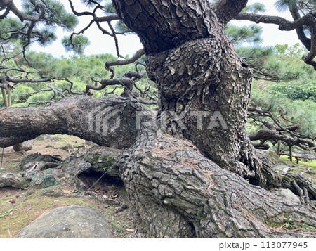 久米島 久米町 五枝の松 久米島 久米町 五枝の松 113077945