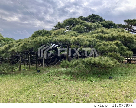 久米島 久米町 五枝の松 113077977