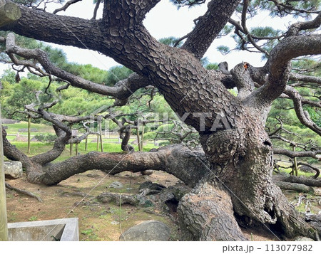 久米島 久米町 五枝の松 久米島 久米町 五枝の松 113077982