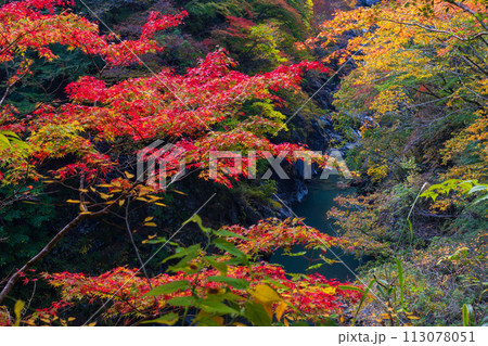 埼玉奥秩父の秋　紅葉の金蔵落としの渓流　 113078051