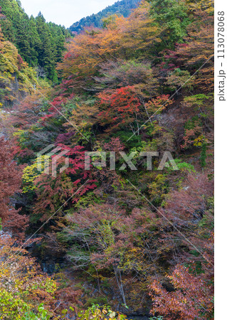 埼玉奥秩父の秋 紅葉の金蔵落としの渓流 埼玉奥秩父の秋 紅葉の金蔵落としの渓流 113078068