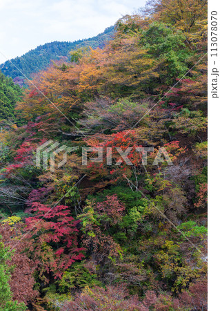 埼玉奥秩父の秋 紅葉の金蔵落としの渓流 埼玉奥秩父の秋 紅葉の金蔵落としの渓流 113078070