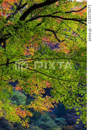 埼玉奥秩父の秋 紅葉の金蔵落としの渓流 埼玉奥秩父の秋 紅葉の金蔵落としの渓流 113078071