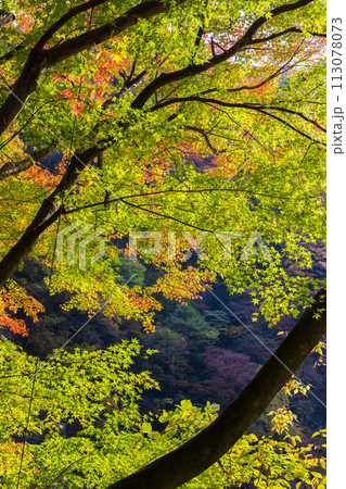 埼玉奥秩父の秋 紅葉の金蔵落としの渓流 埼玉奥秩父の秋 紅葉の金蔵落としの渓流 113078073