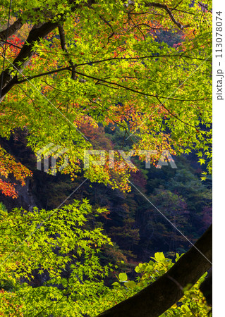 埼玉奥秩父の秋 紅葉の金蔵落としの渓流 埼玉奥秩父の秋 紅葉の金蔵落としの渓流 113078074